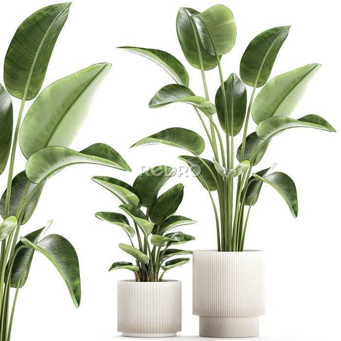Papier peint   Set of plants in modern pots Strelitzia banana palm  isolated on white background 