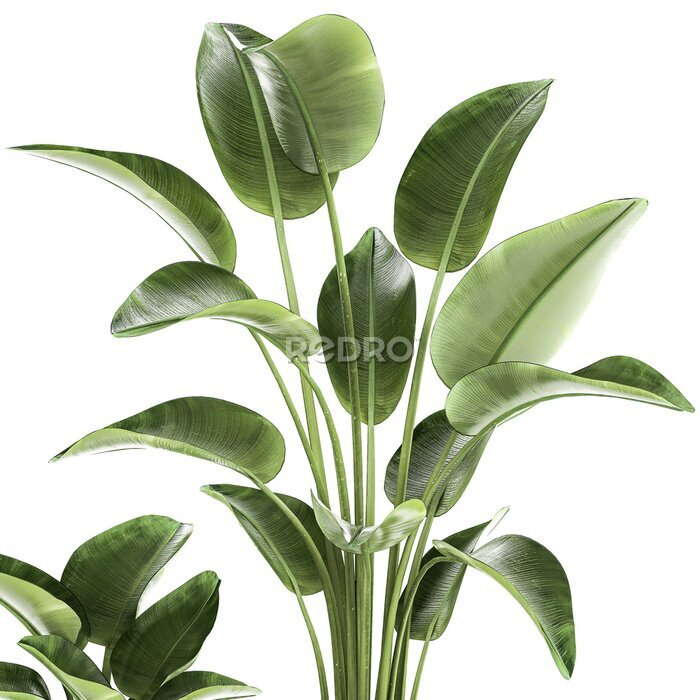 Papier peint   Set of plants in modern pots Strelitzia banana palm  isolated on white background 