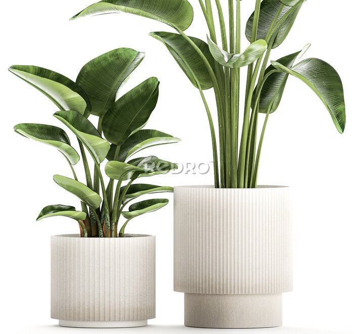 Papier peint   Set of plants in modern pots Strelitzia banana palm  isolated on white background 
