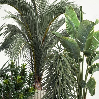 Papier peint  Set of plants in pots Strelitzia palm and Dracaena