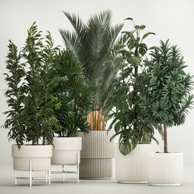 Papier peint  Set of plants in pots Strelitzia palm and Dracaena