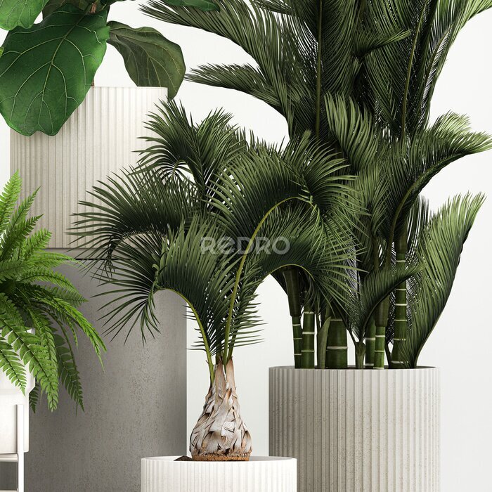 Papier peint  Set of plants in pots Strelitzia palm and Dracaena