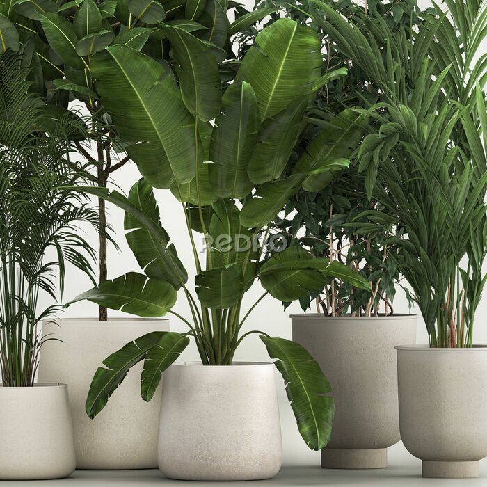 Papier peint  Set of plants in pots Strelitzia palm and Dracaena