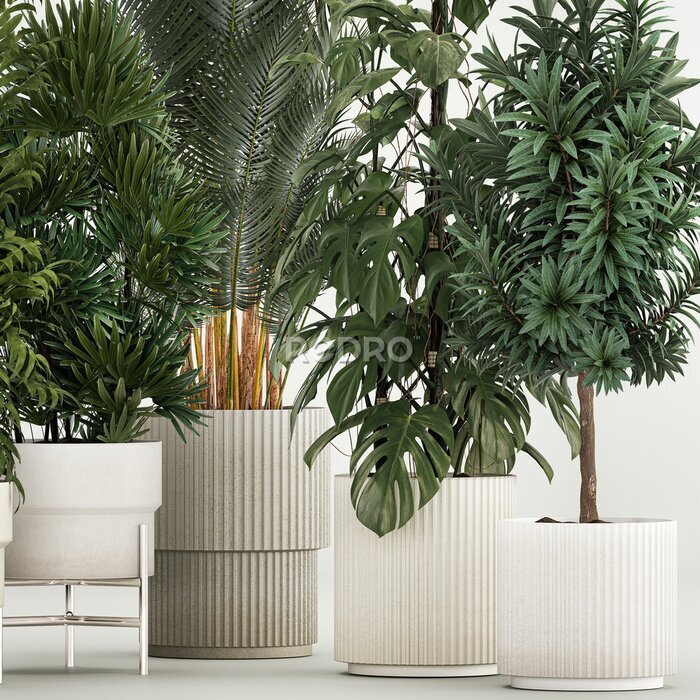 Papier peint  Set of plants in pots Strelitzia palm and Dracaena