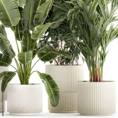 Papier peint   Set of plants in white pots palm ficus Strelitzia  isolated on white background 