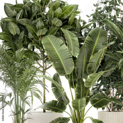 Papier peint   Set of plants in white pots palm ficus Strelitzia  isolated on white background 