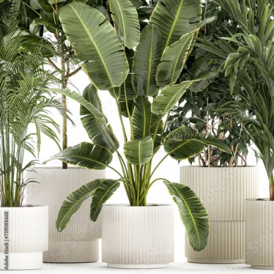 Papier peint   Set of plants in white pots palm ficus Strelitzia  isolated on white background 