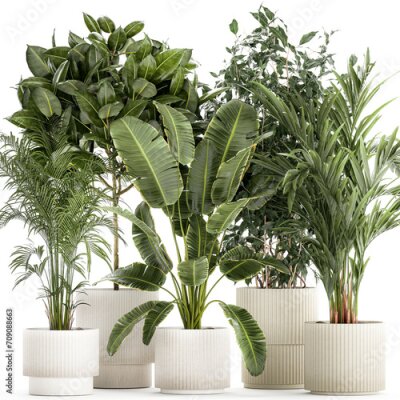 Papier peint   Set of plants in white pots palm ficus Strelitzia  isolated on white background 