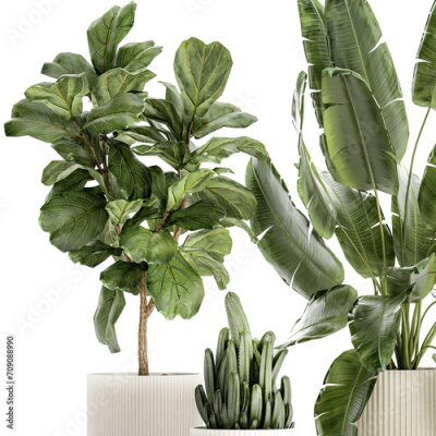 Papier peint  Set Of Plants Pots Ficus Lyrata Strelitzia Cactus  isolated on white background 
