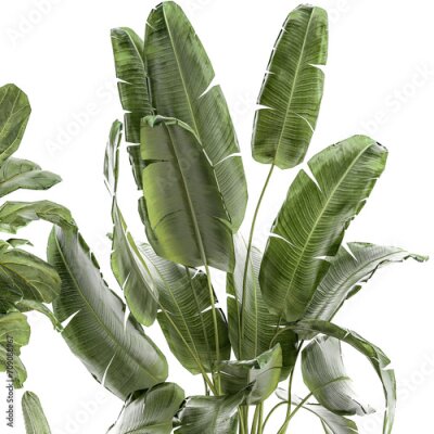 Papier peint  Set Of Plants Pots Ficus Lyrata Strelitzia Cactus  isolated on white background 