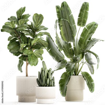 Papier peint  Set Of Plants Pots Ficus Lyrata Strelitzia Cactus  isolated on white background 