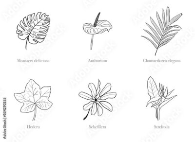 Papier peint  Set of popular houseplants including Monstera Deliciosa, Anthurium, Chamaedorea elegans (Parlour Palm), Hedera (Ivy), Schefflera and Strelitzia (Bird of Paradise Flower) on white background.