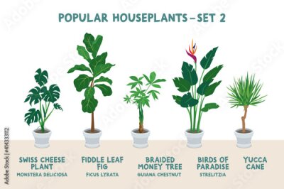 Papier peint  Set of Popular Indoor Houseplants in White Pots - Set 2