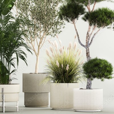 Papier peint  Set of potted plants olive palm strelitzia