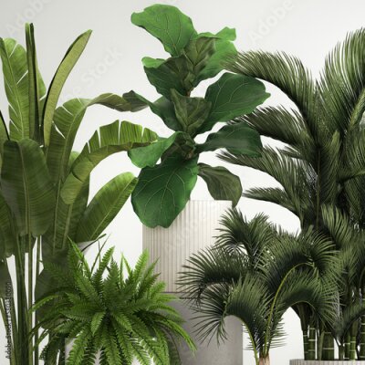 Papier peint  Set of potted plants olive palm strelitzia