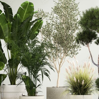 Papier peint  Set of potted plants olive palm strelitzia