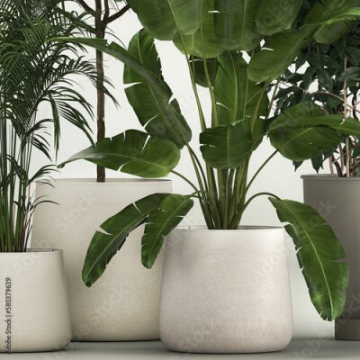 Papier peint  Set of potted plants olive palm strelitzia