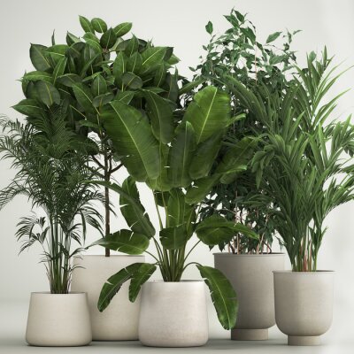 Papier peint  Set of potted plants olive palm strelitzia