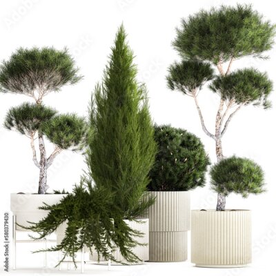 Papier peint  Set of potted plants olive palm strelitzia