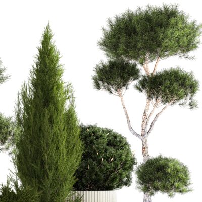 Papier peint  Set of potted plants olive palm strelitzia