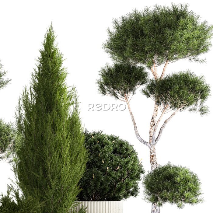 Papier peint  Set of potted plants olive palm strelitzia