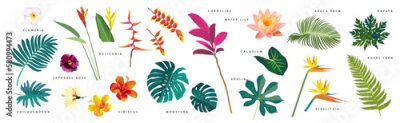 Papier peint  Set of realistic tropical leaves and flowers with names on white background. Monstera, strelitzia, heliconia, hibiscus, areca palm, cordyline, lily, philodendron. Artistic botanical illustration