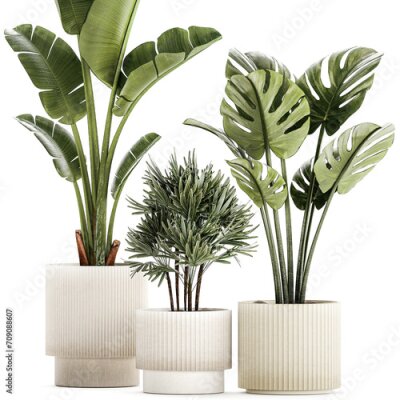 Papier peint  Set of small Strelitzia Monstera Raphis Palm plants  isolated on white background 
