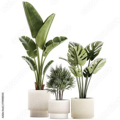 Papier peint  Set of small Strelitzia Monstera Raphis Palm plants  isolated on white background 