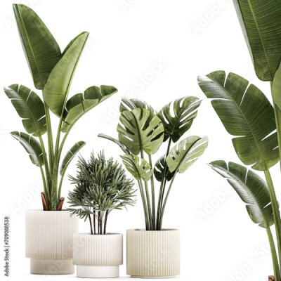 Papier peint  Set of small Strelitzia Monstera Raphis Palm plants  isolated on white background 
