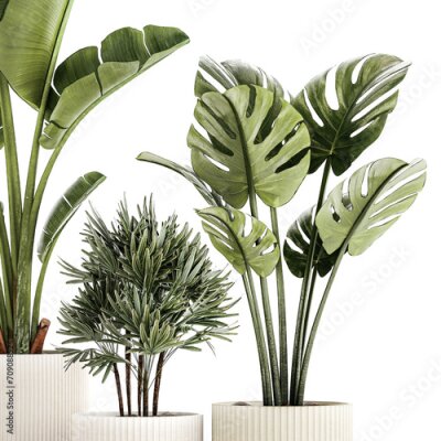 Papier peint  Set of small Strelitzia Monstera Raphis Palm plants  isolated on white background 