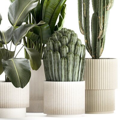 Papier peint   Set of Strelitzia banana palm cacti in white pots  isolated on white background 