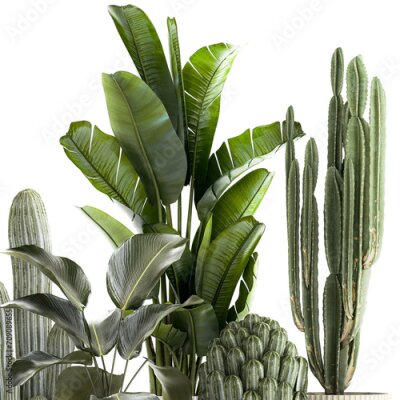 Papier peint   Set of Strelitzia banana palm cacti in white pots  isolated on white background 