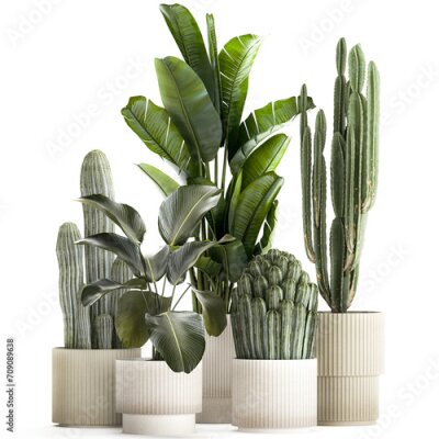 Papier peint   Set of Strelitzia banana palm cacti in white pots  isolated on white background 