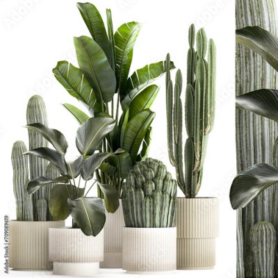 Papier peint   Set of Strelitzia banana palm cacti in white pots  isolated on white background 