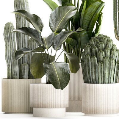Papier peint   Set of Strelitzia banana palm cacti in white pots  isolated on white background 