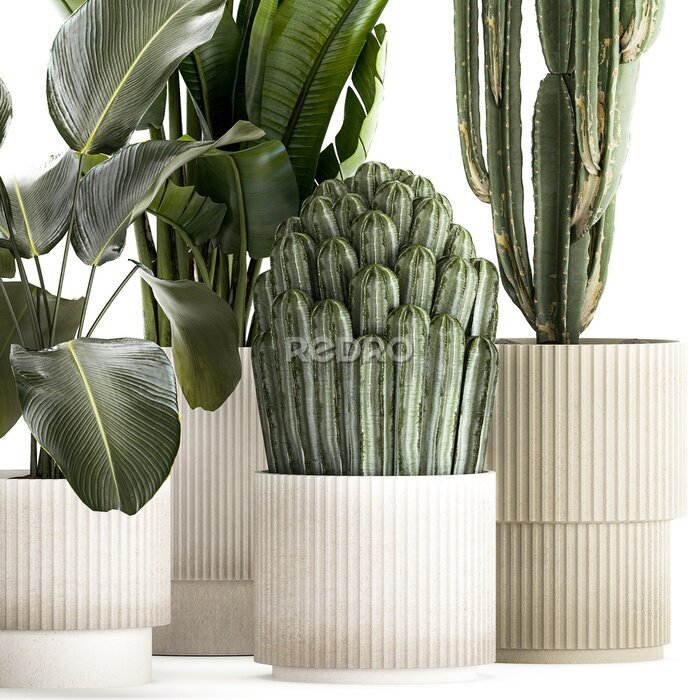 Papier peint   Set of Strelitzia banana palm cacti in white pots  isolated on white background 