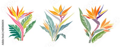Papier peint  Set of Strelitzia, Bird of Paradise flower. Tropic floral colorful illustration on transparent background. Exotic botanical outline drawing. Vector color block design for logo, wall art, packaging.