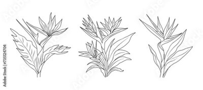 Papier peint  Set of Strelitzia, Bird of Paradise flower. Tropic outline floral illustration. Exotic botanical black sketch drawing. Vector monochrome design for logo, tattoo, wall art, packaging isolated on white.
