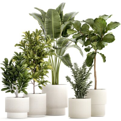 Papier peint  Set of Strelitzia Croton Ficus plants in white pots  isolated on white background 
