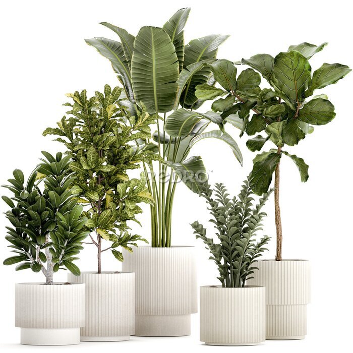 Papier peint  Set of Strelitzia Croton Ficus plants in white pots  isolated on white background 