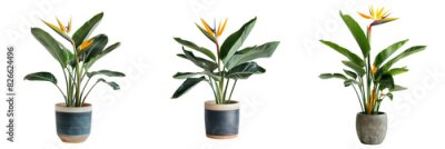 Papier peint  Set of Strelitzia flower home plant in a stylish pot isolated on a transparent background