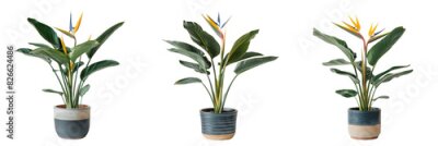 Papier peint  Set of Strelitzia flower home plant in a stylish pot isolated on a transparent background