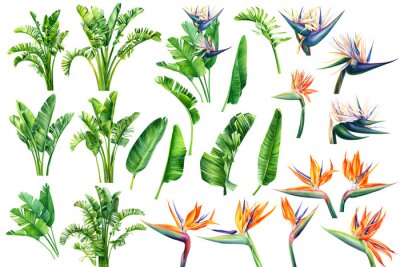 Papier peint  Set of Strelitzia flowers and leaves on an isolated white background, watercolor tropical plants, botanical illustration, greeting card, bird-of-paradise