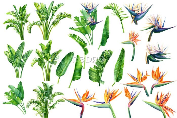 Papier peint  Set of Strelitzia flowers and leaves on an isolated white background, watercolor tropical plants, botanical illustration, greeting card, bird-of-paradise