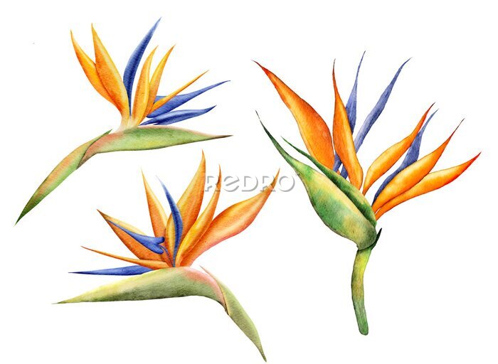 Papier peint  Set of strelitzia flowers on an isolated white background, watercolor tropical plants, botanical illustration