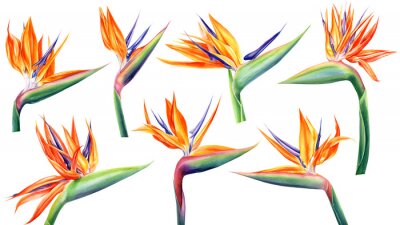 Papier peint  Set of strelitzia flowers on an isolated white background, watercolor tropical plants, botanical illustration, jungle design