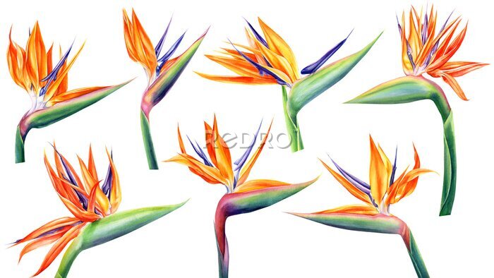 Papier peint  Set of strelitzia flowers on an isolated white background, watercolor tropical plants, botanical illustration, jungle design