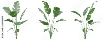 Papier peint  Set of Strelitzia nicolai illustrations, known as the wild banana or giant white bird of paradise, 3D rendering with transparent background