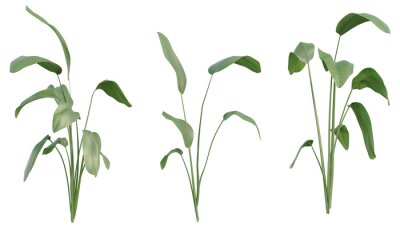 Papier peint  Set of Strelitzia nicolai illustrations, known as the wild banana or giant white bird of paradise, 3D rendering with transparent background