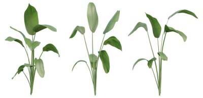Papier peint  Set of Strelitzia nicolai illustrations, known as the wild banana or giant white bird of paradise, 3D rendering with transparent background